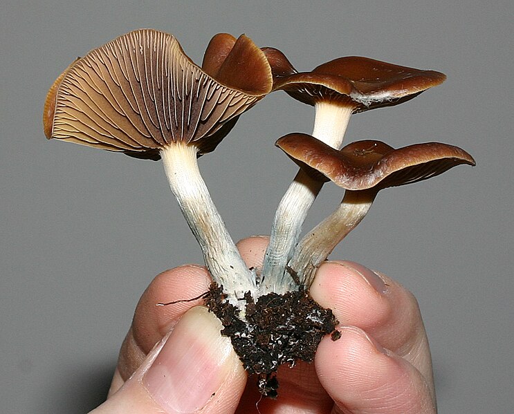 Datei:Geerntete Fruchtkoerper Psilocybe Cyanescens.jpg