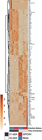 קובץ:Clustvis heatmap 1.jpg