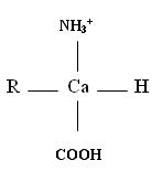 קובץ:Amino acids pH less than 7.JPG