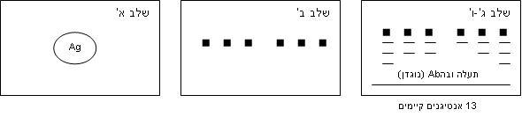 קובץ:Immunoelectrophoresis (IES).JPG