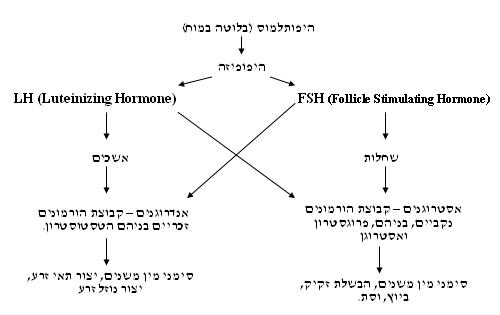 קובץ:פעילות מערכת הרביה.JPG