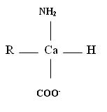 קובץ:Amino acids pH higher than 7.JPG