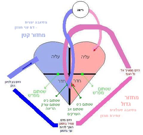 קובץ:Circulatory system.JPG