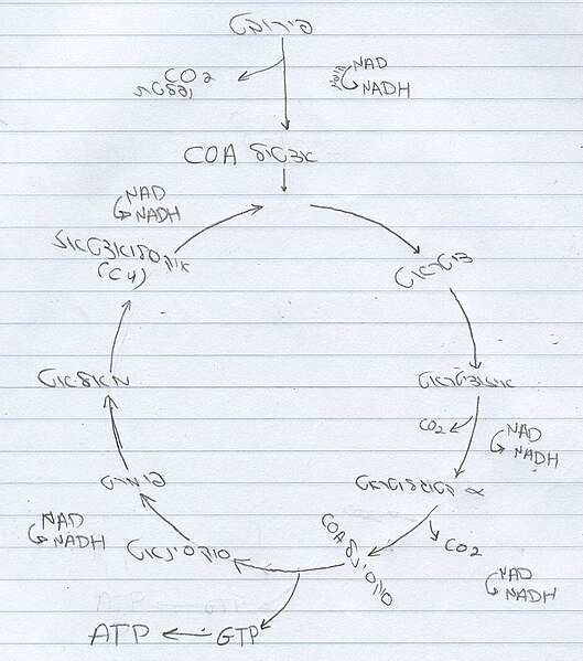 קובץ:Citric acid cycle.JPG