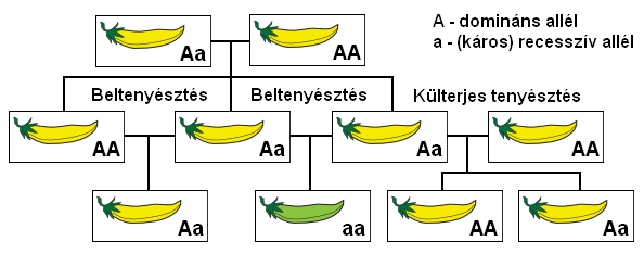 Fájl:Beltenyesztes.PNG