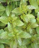 Fájl:Bergamot menta.png