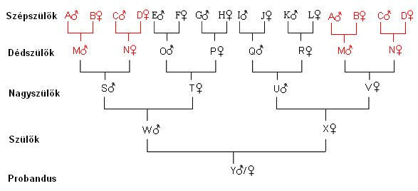 Fájl:Genealogiai ostabla.PNG