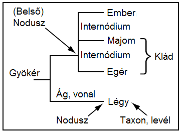 Fájl:Nodusz-Klad.PNG