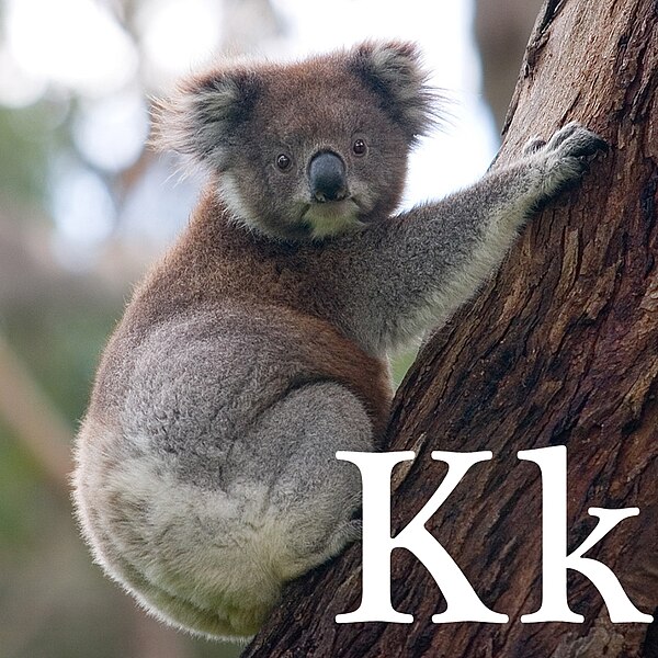 Fișier:K de la Koala.jpg