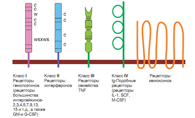Файл:Основные типы цитокиновых рецепторов.png
