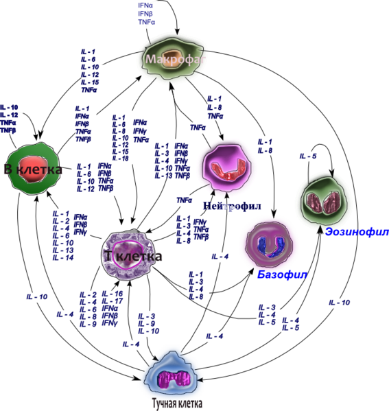 Файл:Цитокиновая сеть .png