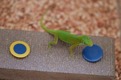 File:Puerto Rican anoles - Credit-Manuel Leal, Duke University.jpg