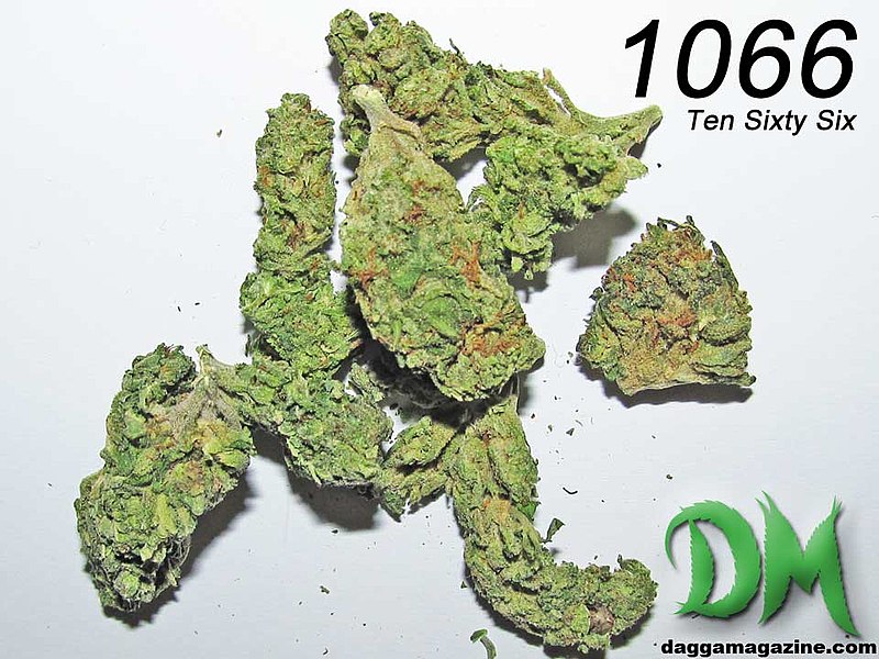 Lêer:1066 Cannabis Strain South Africa.jpeg
