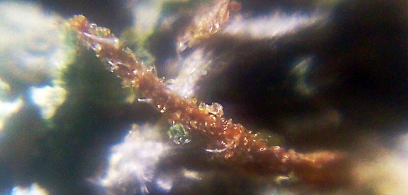 Lêer:Cannabis Pistils as seen under DIY macroscope.jpeg