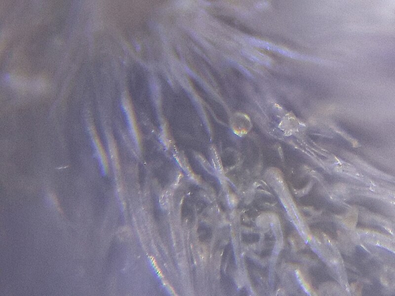 Lêer:Cannabis Trichomes as seen under DIY macroscope.jpeg