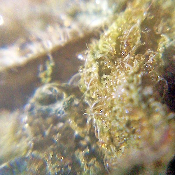 Lêer:Cannabis Pistils & Trichomes as seen under DIY macroscope9.jpeg