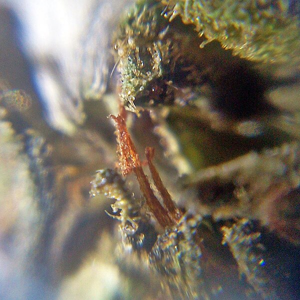 Lêer:Cannabis Pistils & Trichomes as seen under DIY macroscope5.jpeg