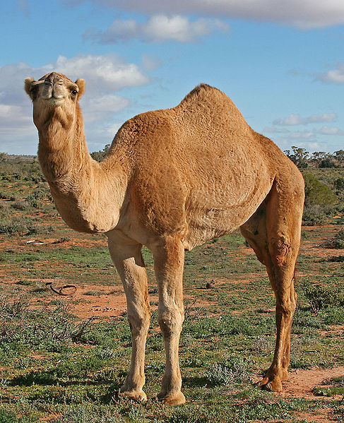 ስዕል:487px-07. Camel Profile, near Silverton, NSW, 07.07.2007.jpg