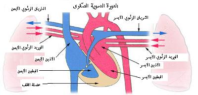 رسم يوضح حركة الدم بين القلب والرئة.