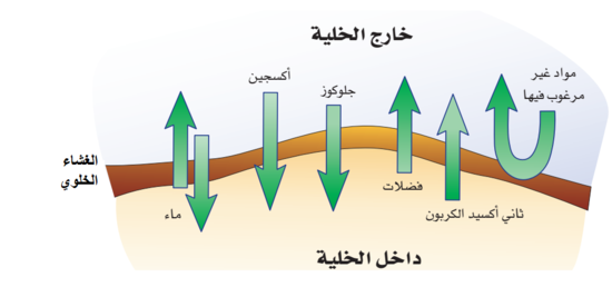 يحدد الغشاء الخلوي المواد التي تدخل إلى الخلية أو تخرج منها