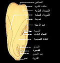 صورة مصغرة لـ سويداء البذرة