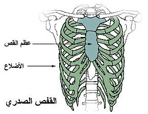 السائل كثيف القوام الناتج عن هضم الطعام في المعدة هو بيت العلم