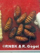 চিত্ৰ:8insect as food.jpg