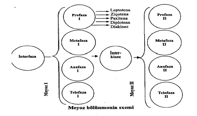 Fayl:Meyoz bölünmənin sxemi.png