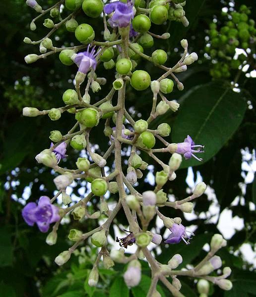 Ladawan:Lagundi fruits.jpg