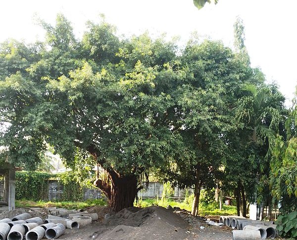 Ladawan:Balete.jpg