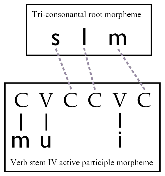 Restr:Nonconcatenative-muslim-derivation.png