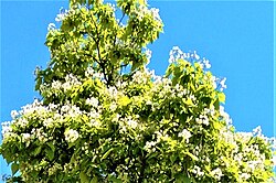 Catalpa bignonioides