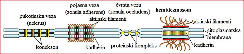 Datoteka:Hemidezmosom.jpg