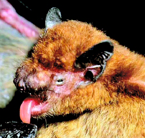 Fitxer:Pipistrellus raceyi.jpg