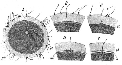 НЭС. Оплодотворение 1.jpg