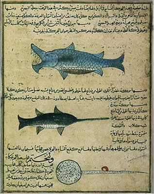 Arabic-Manuscript-zoology.jpg‎ (317 × 400 pixels, file size: 28 KB, 