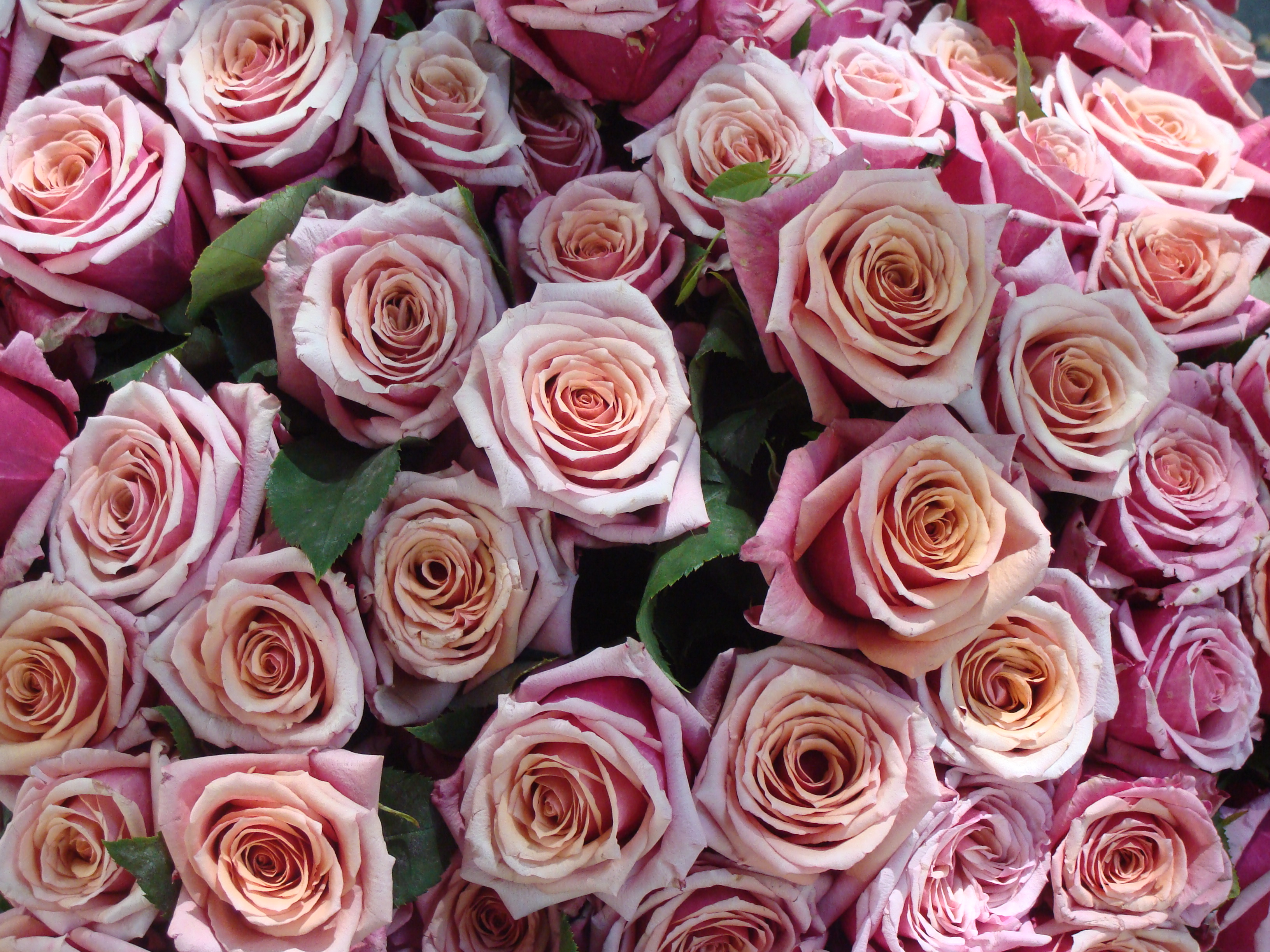 File:Bouquet de roses roses.jpg - Wikipedia