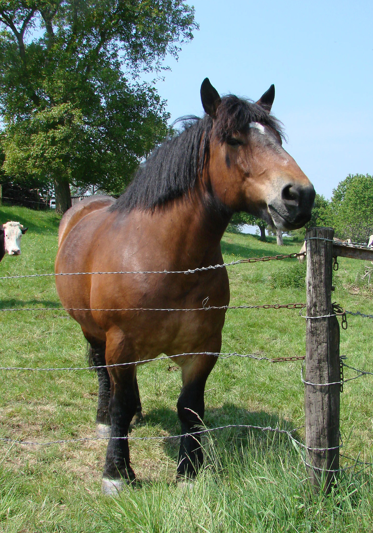 Auxois Horse