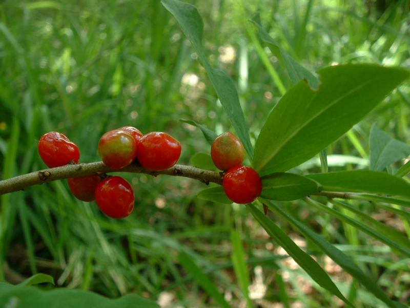 Daphne mezereum Berries2