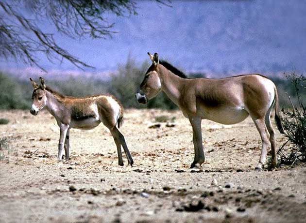 Aasianvilliaaseja, Equus Hemionus hemionus.
