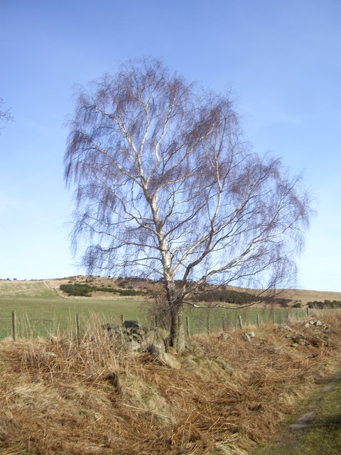 Catkin Tree