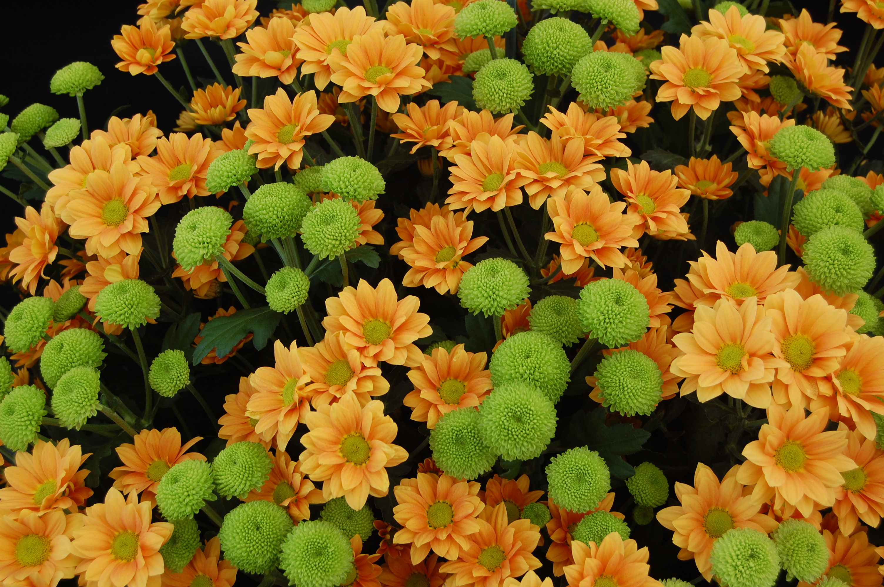 File:Chrysanthemum 39;Enbee Wedding Golden39; and 39;Feeling Green39;