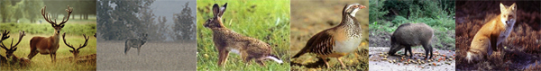 Examples of fauna in Olleros de Tera (Spain) Fauna.jpg