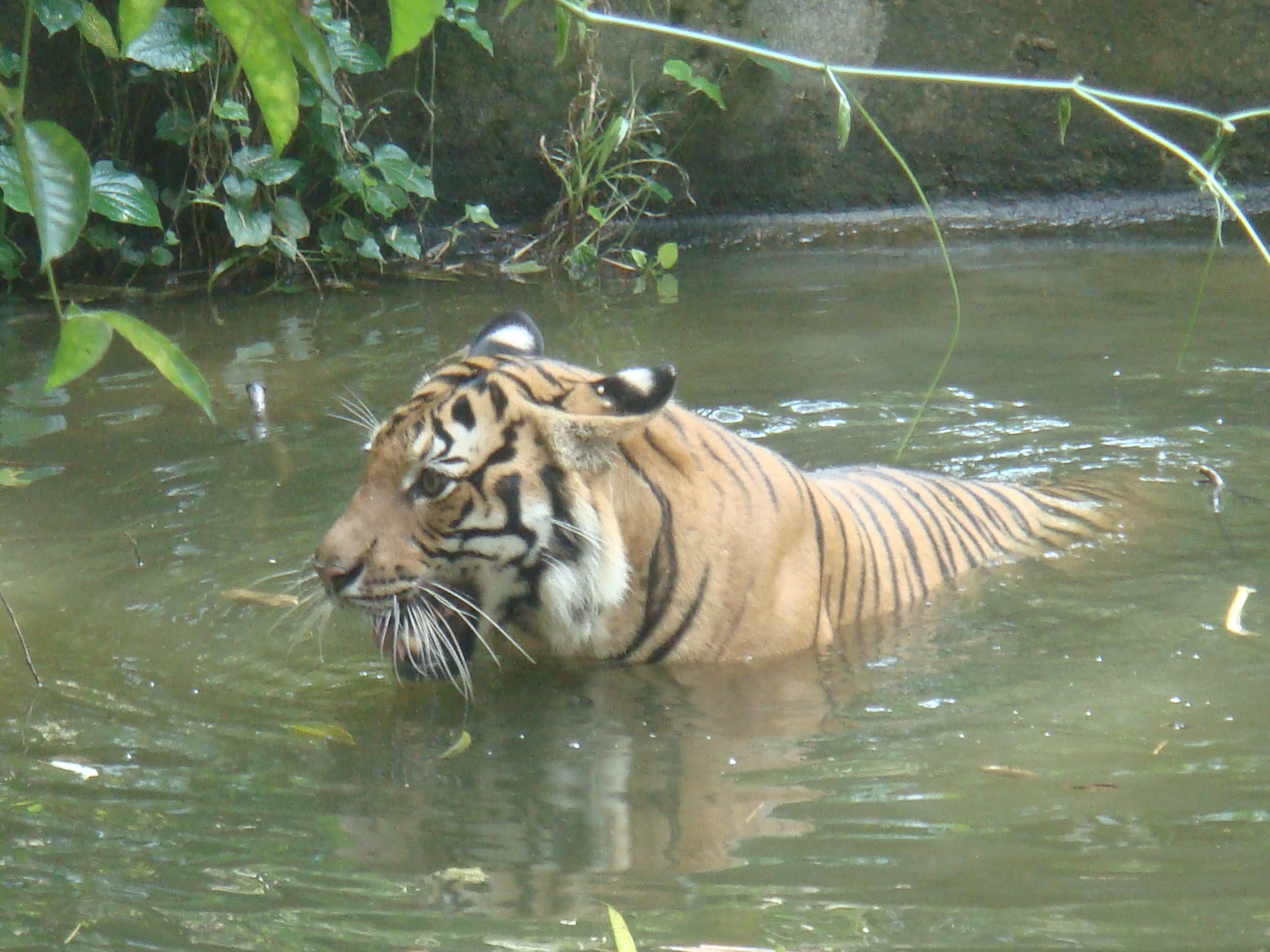 Gambar Zoo Negara