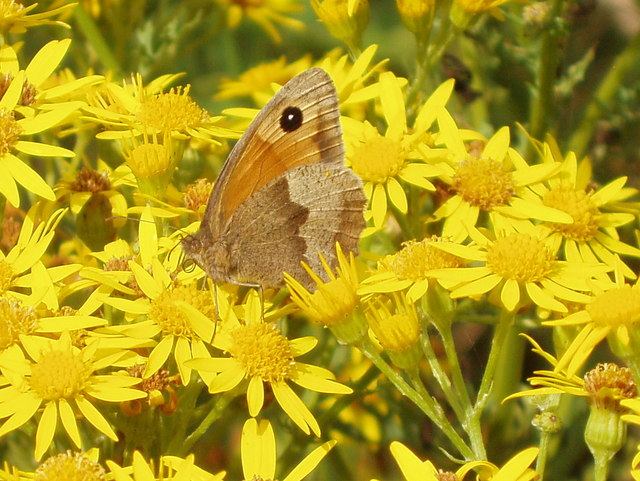UK Native Butterflies in Decline Meadow Brown butterfly on Ragwort - geograph.org.uk - 913260