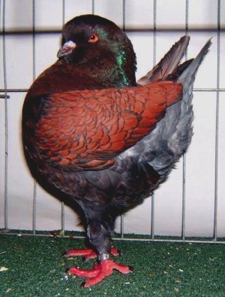 Modena Pigeon Color Chart