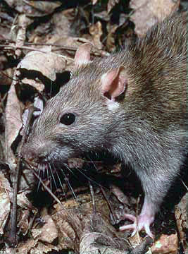 Rattus norvegicus, the Brown Rat. Image by National Park Service