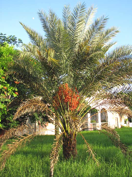 Phoenix sylvestris image