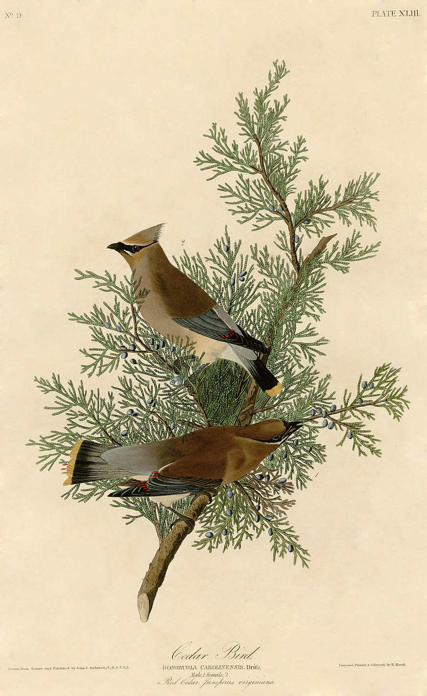 Cedar Bird, par Aududon