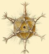 Circogonia icosahedra, a species of radiolaria, shaped like a regular icosahedron. Circogoniaicosahedra ekw.jpg